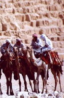 camels